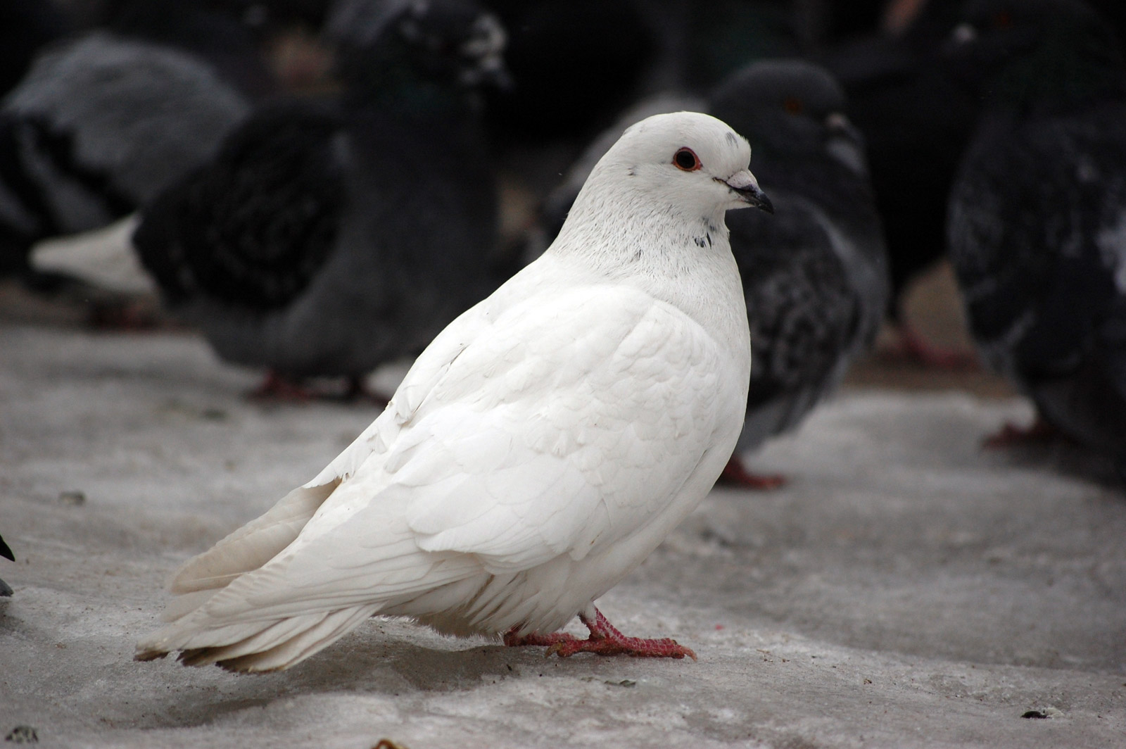 сурати кабутар. белый голубь. белые голуби в хорошем качестве. голубь альбинос. бельгийский голубь белый.
