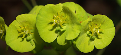Flores verdosas del tártago de bosque (Euphorbia amygdaloides)