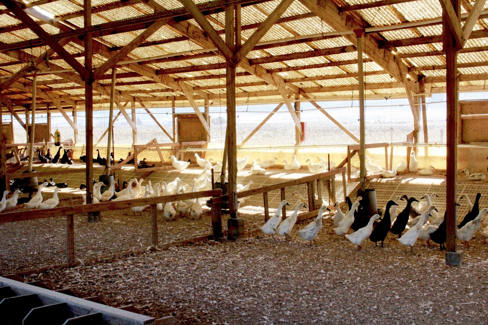 Metzer Farms Duck and Goose Blog Ammonia Causes and Effects
