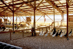 ammonia coop goose effects causes duck