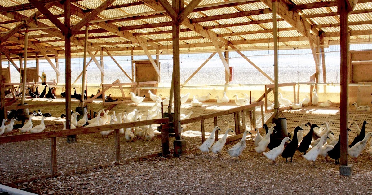 Metzer Farms Duck and Goose Blog Ammonia Causes and Effects
