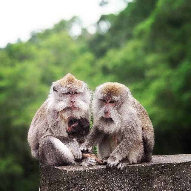 Monyet di Pusuk Sembalun Lombok, sumber ig @ahmad.robby