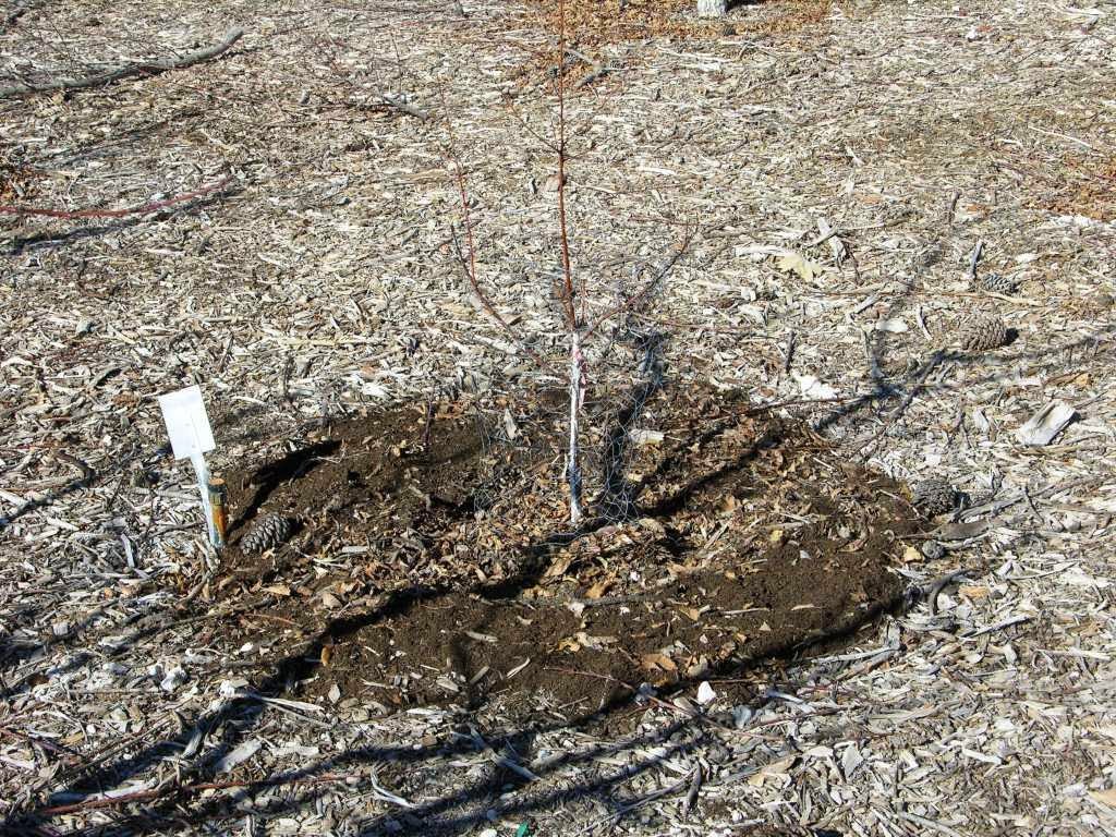 Xtremehorticulture of the Desert Granular Fertilizer, Fertilizer Stakes or Compost for Fruit Trees?