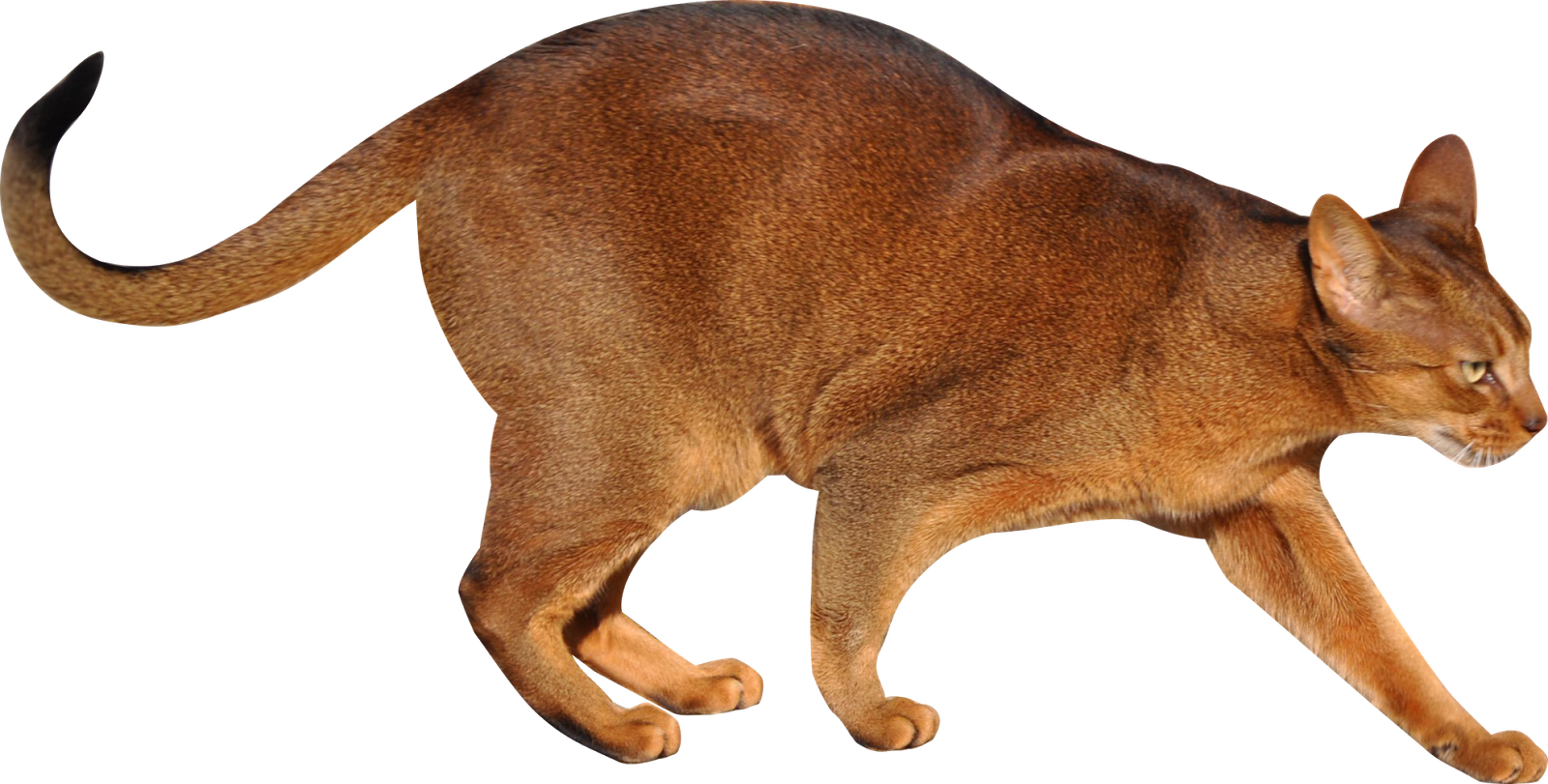 Free Cat Images: Free walking cat cut out - moody walking tomcat - freebie