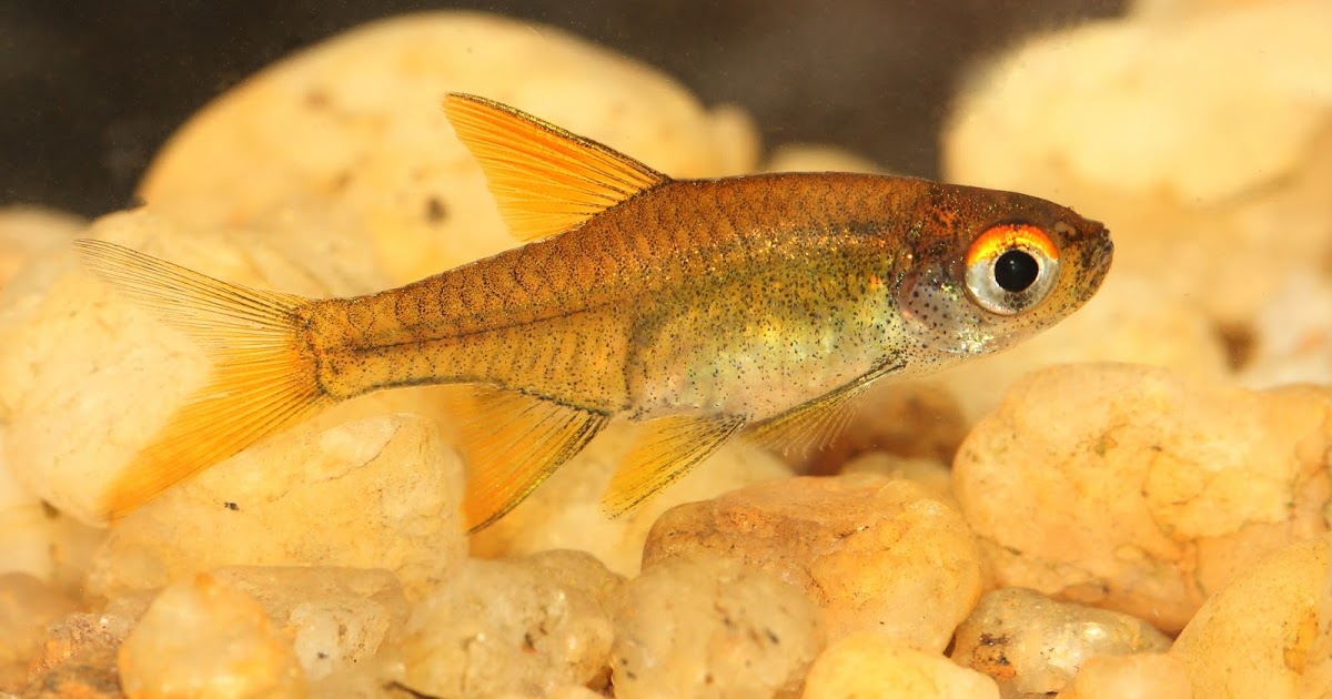 Lanka Nature Summary: Black-lined Golden Rasbora (Rasboroides ...