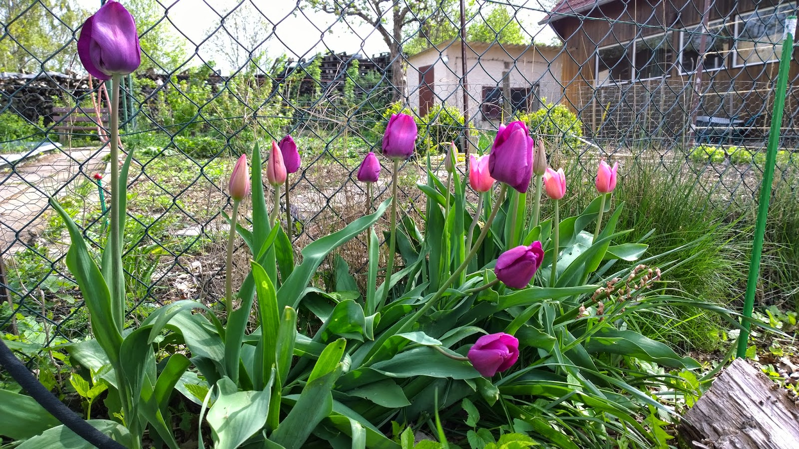 Calluna Magazin Juni 2015