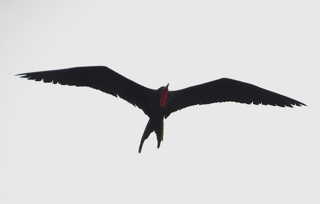 Magnificent Frigatebird - Dry Tortugas, Florida Magnificent Frigatebird - Dry Tortugas, Florida