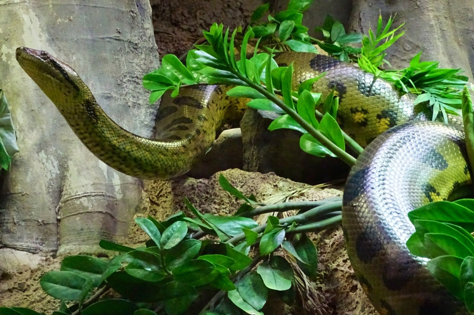 SERPIENTES DE TODO EL MUNDO BOAS Y PITONES