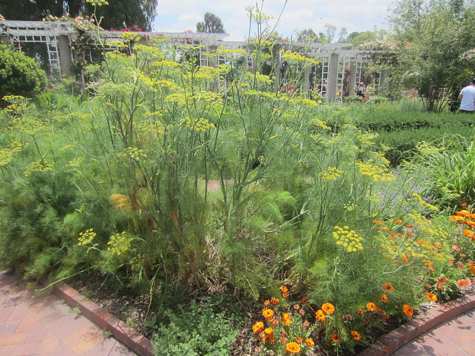 ЛА + Пасадина ЛА + Пасадина