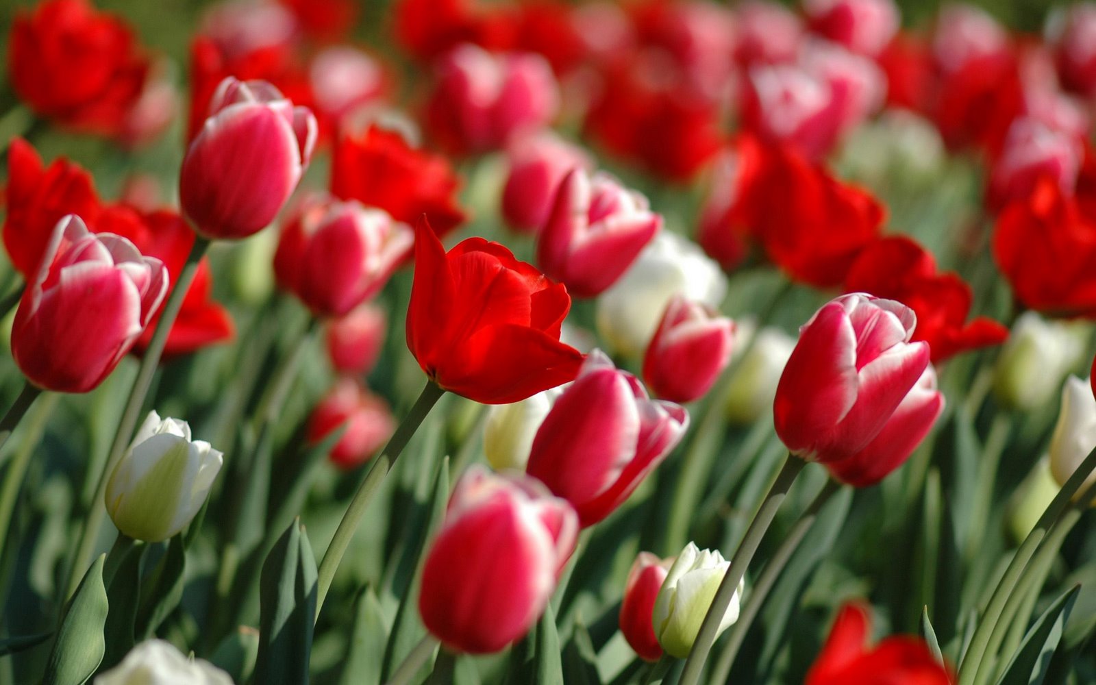 Tulip Flower Wallpaper