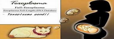 Cara Mengobati Virus Tokso | Basmi Infeksi Virus Toxso