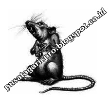 Obat Leptospirosis Obat Leptospirosis