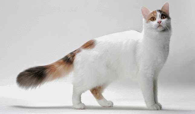 gato-van-turco-caracteristicas-raza
