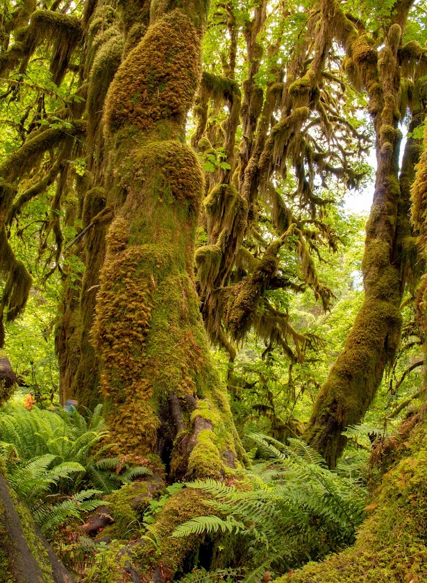 The Paper Boutique Pacific Northwest Rain Forest Pictures.