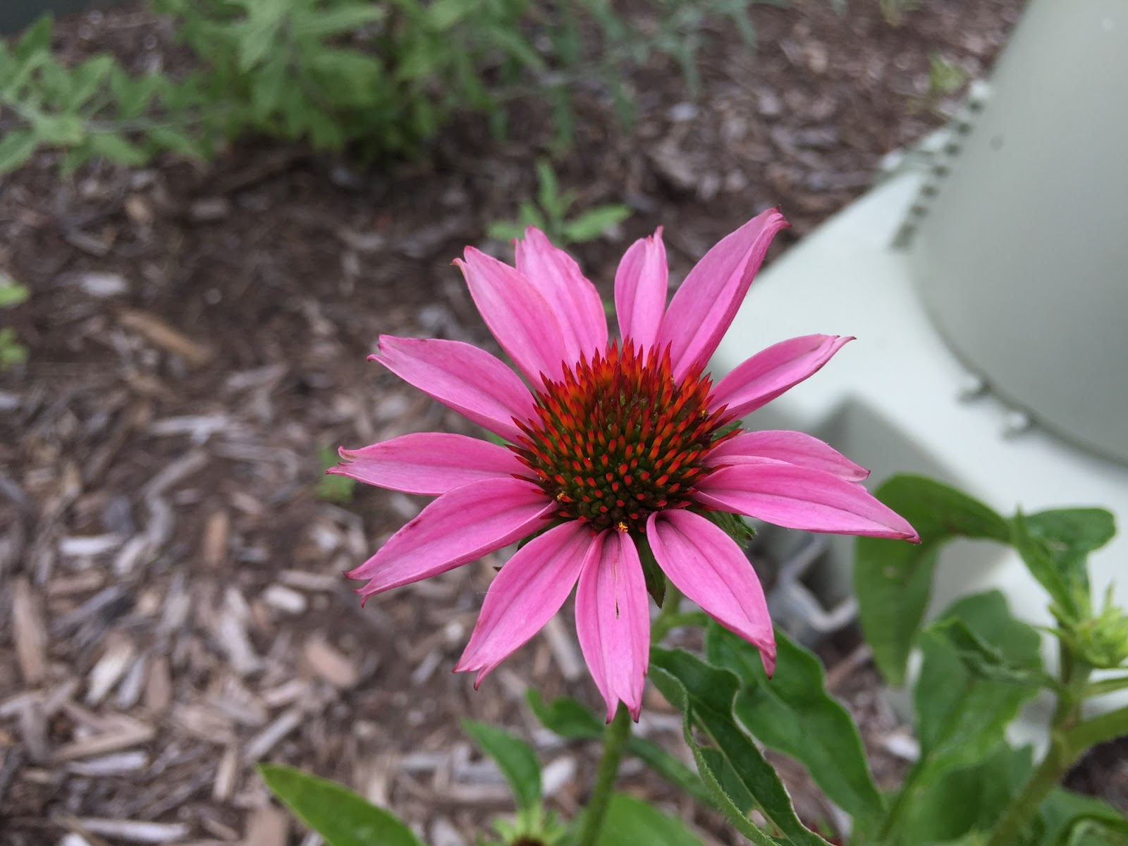 What's Wrong With My Cone Flower? [Backyard Neophyte Landscaping Blog]