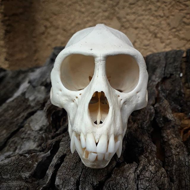 صور جماجم خلفيات جماجم hd موقع موسوعتى