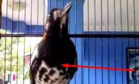 Gambar Jenis Jenis Burung Anis Kembang Dan Penjelasannya