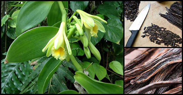 Vanilla: How It Benefits Our Health Vanilla: How It Benefits Our Health