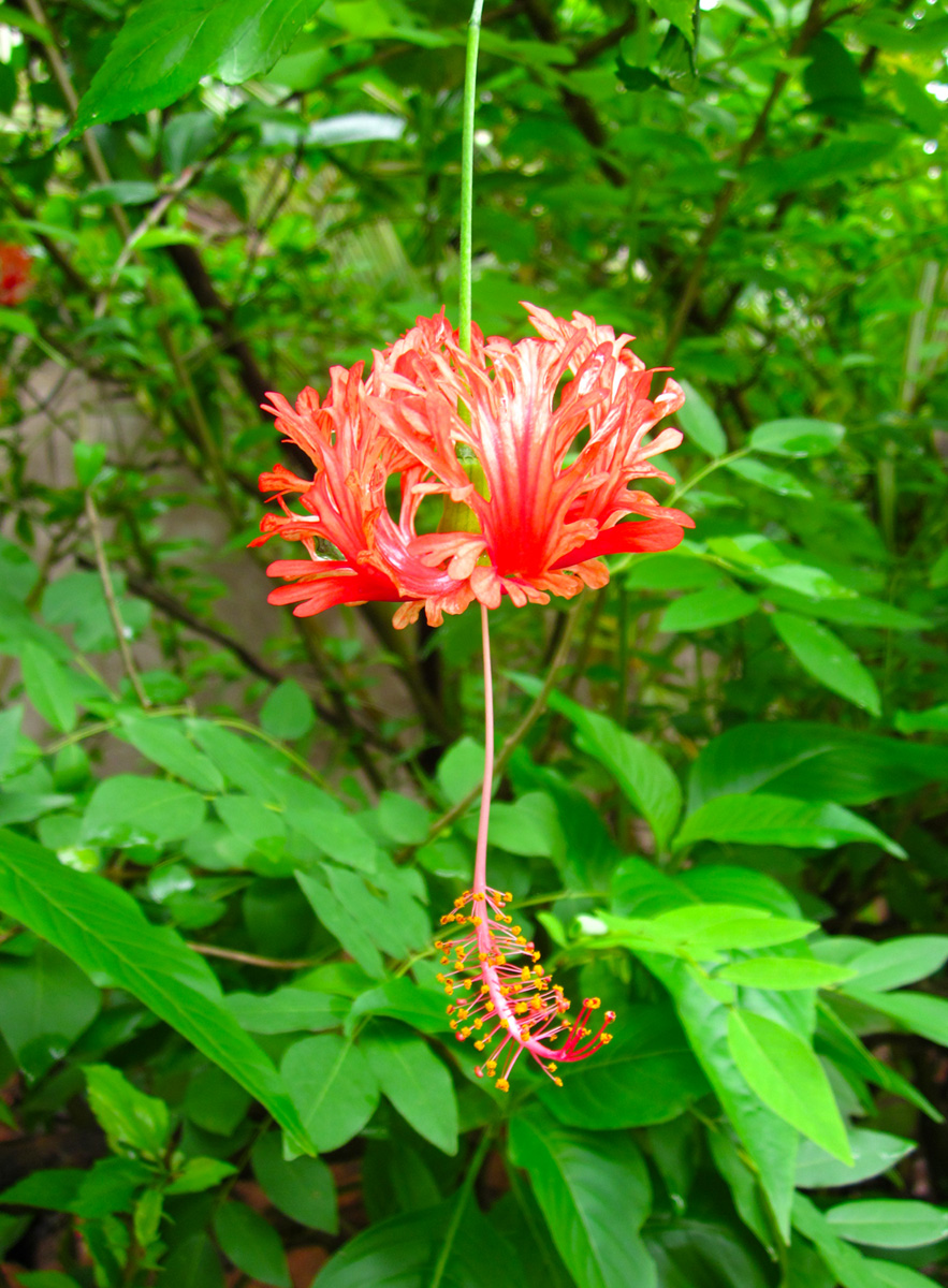 In And Around Me Goa Exotic wild flowers