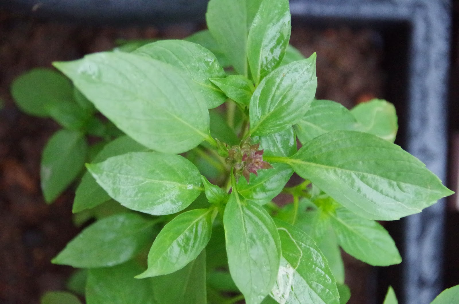 Trees and Plants Basil (Thai Basil)