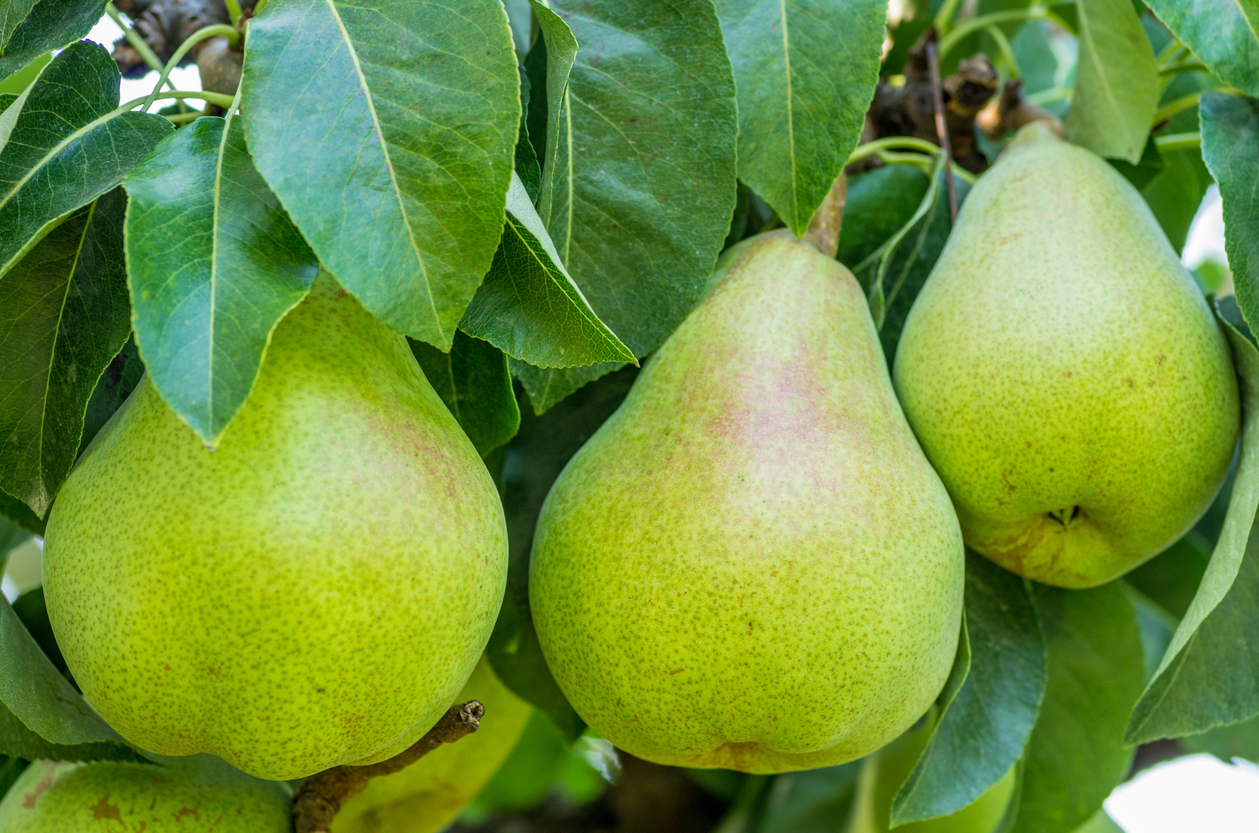 fruit bearing trees philippin news collections