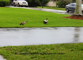 Ducks on the road