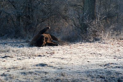 Zimbri Bucsani-Wisent/European Bison-Bison bonasus-Zimbraria Neagra Bucsani-Targoviste-Dambovita