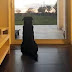 Emiliano Sala's Dog Still Waiting for Him to Return Home