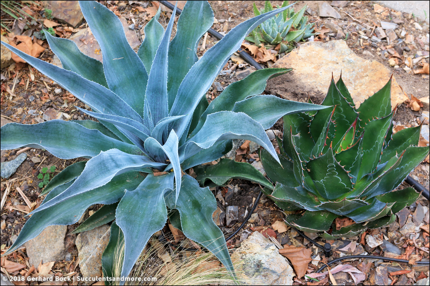 Succulents And More 2018 The Year Of The Mangave