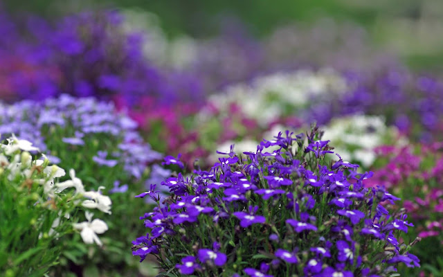 Wonderful Violet Flowers HD Wallpapers Background - Free HD Wallpapers