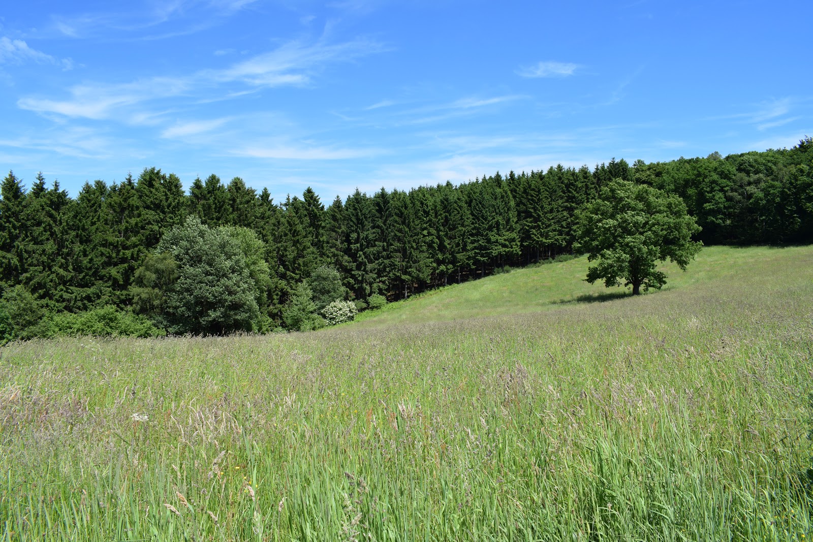 Sauerland, mein Herz schlägt für das Sauerland!