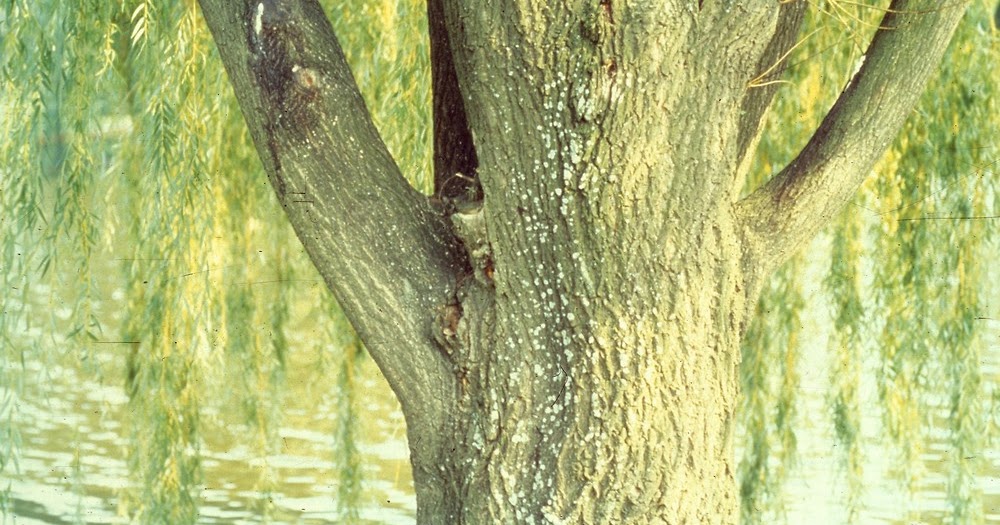 How To Make Aspirin from Willow Monstrulica Chemistry