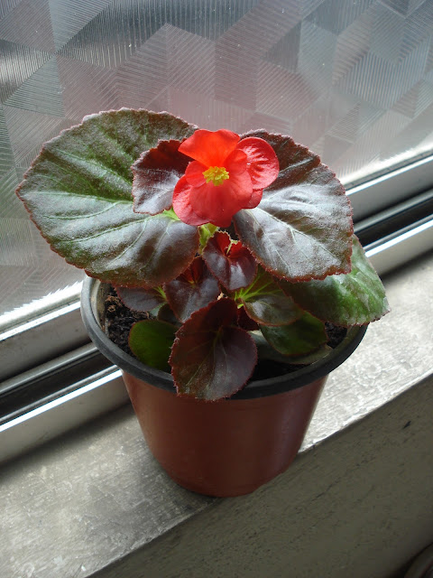 Begonia blooms | Mimosas & Samosas