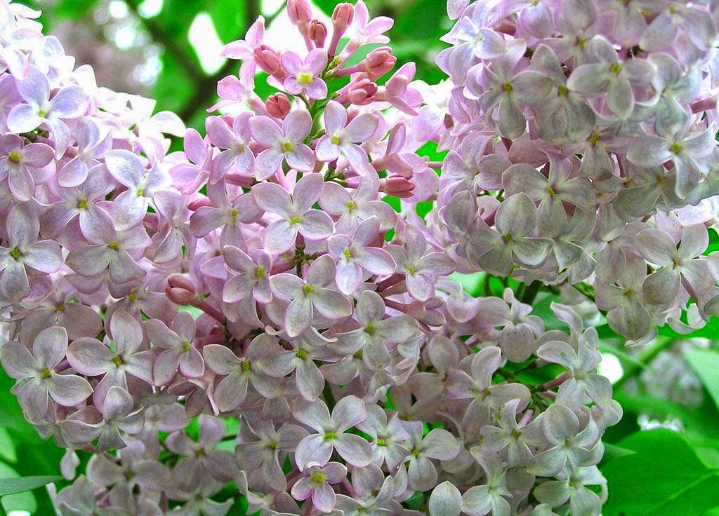 Белая сирень картинки фото