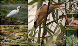 birds northern india signature ii