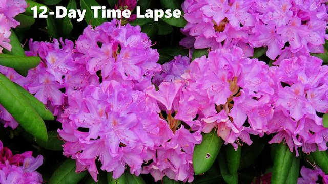 Rhododendron Blooming 12-Day Time Lapse
