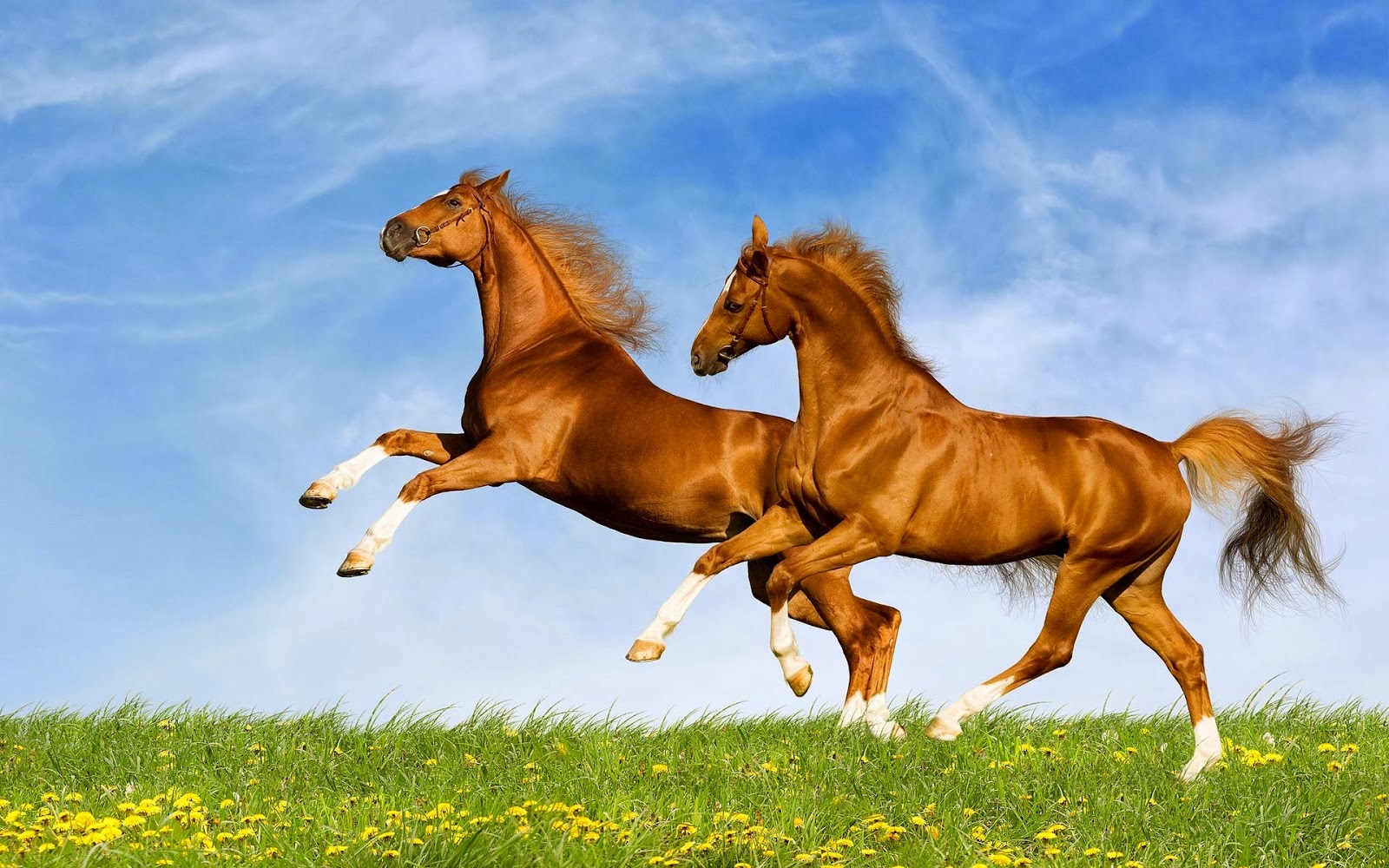 Beautiful Brown Horse Wallpapers Free HD Desktop