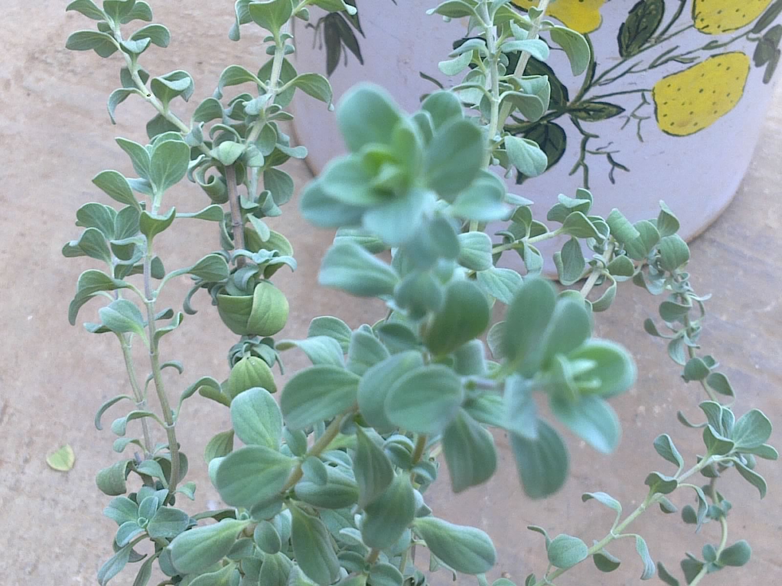 Plants Growing In My Potted Garden. How To Grow Sweet Marjoram In Pots