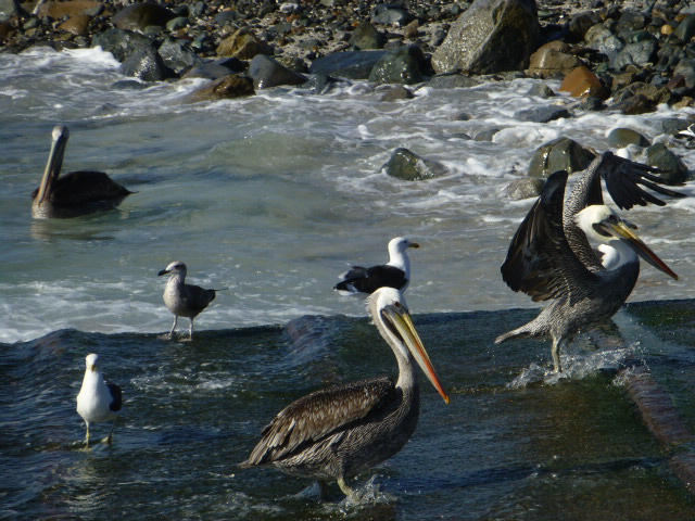Big Telescopes, Big Questions: The Humboldt Penguin National Reserve