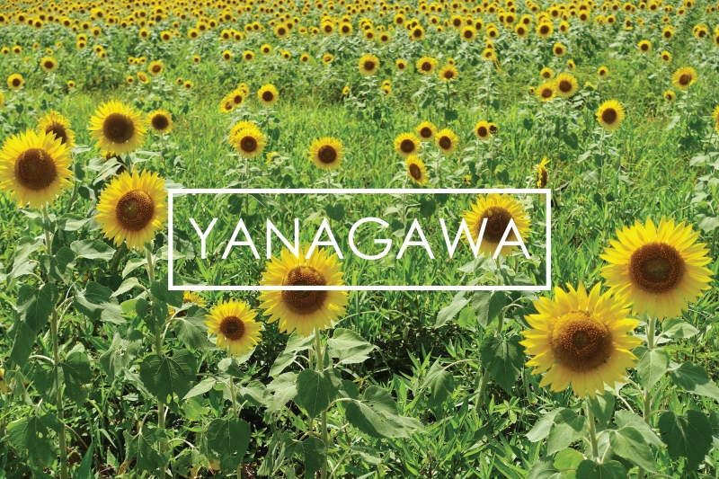 Endless Traveling Map Yanagawa Sunflower Garden, Japan