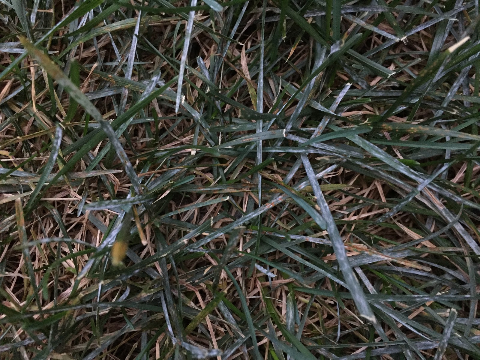 Silver White Spots on Grass Powdery Mildew [Backyard Neophyte