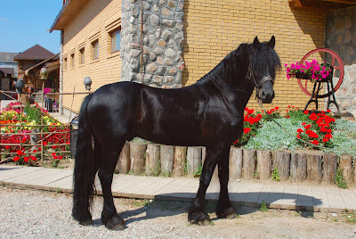 Caballo frison de frisia en los Paises Bajos o frisian black horse