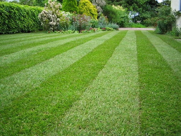 Natural grass in spring