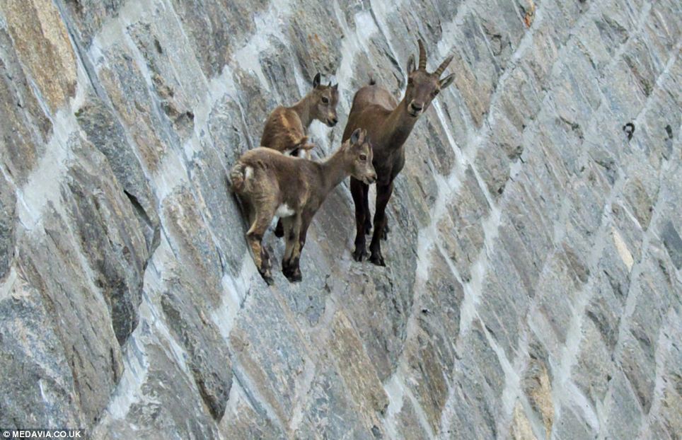 alpine ibex climbing dams