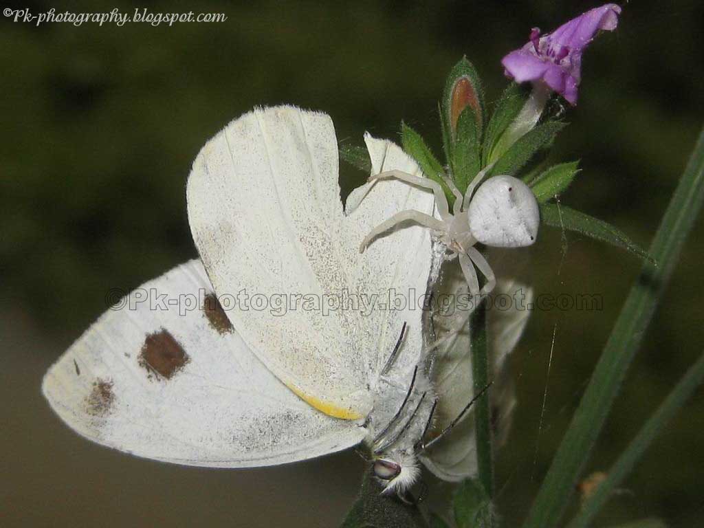 White Crab Spider Nature, Cultural, and Travel Photography Blog