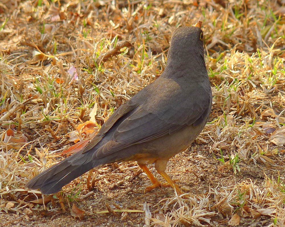 Birding For Pleasure Birds in My Friends' Garden in Johannesburg