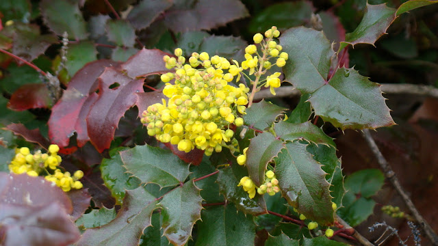 Mahonia o uvas de Oregón (Mahonia aquifolium (Pursh) Nutt.).