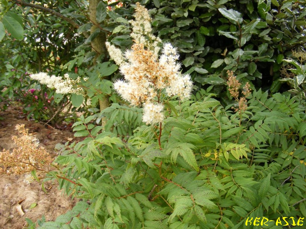 Atlas Des Intoxications D Origine Vegetale Pdf Telechargement