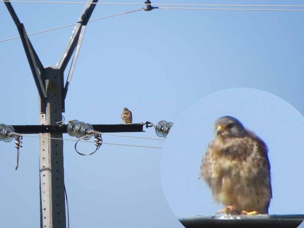 BIRDINGLEON Barrientos de la Vega en agosto.