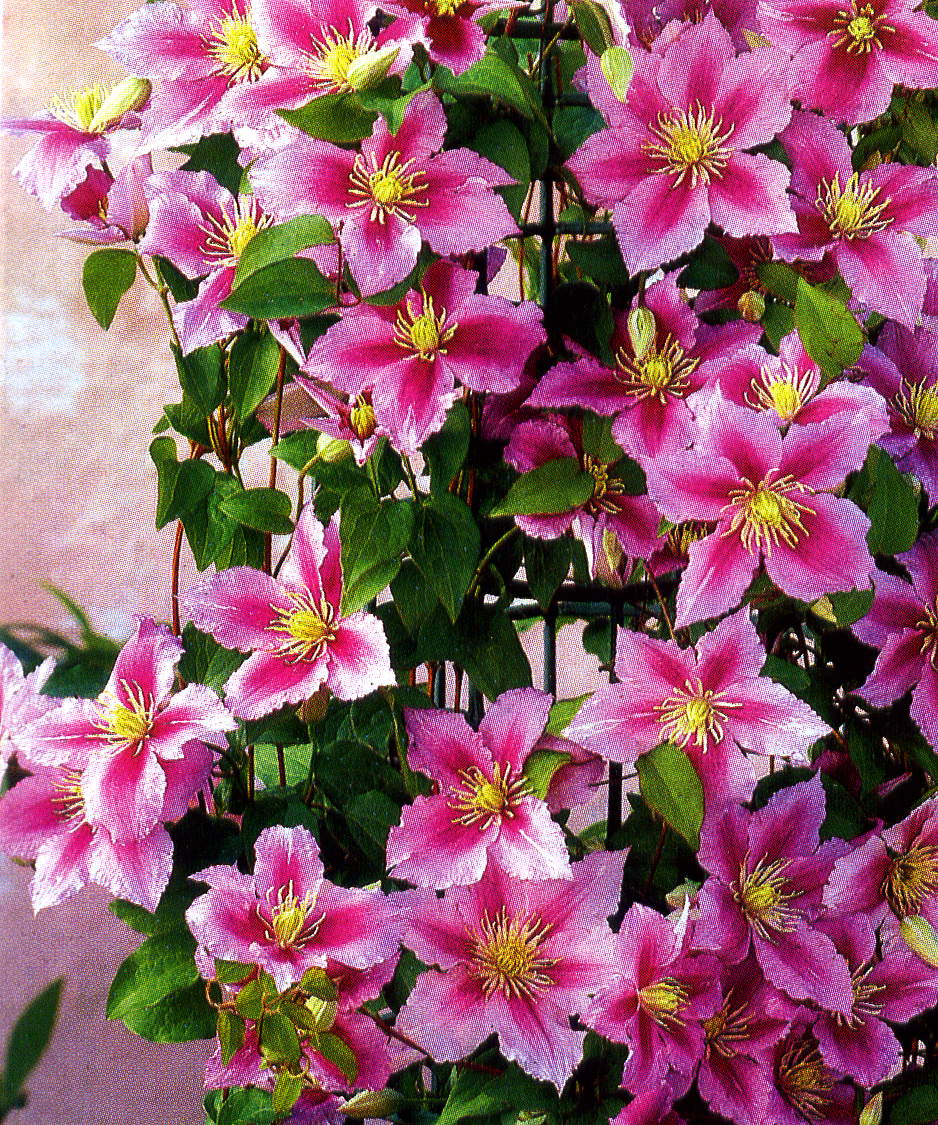 I fiori parlano: LA CLEMATIDE